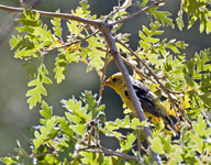 Western Tanager 2104